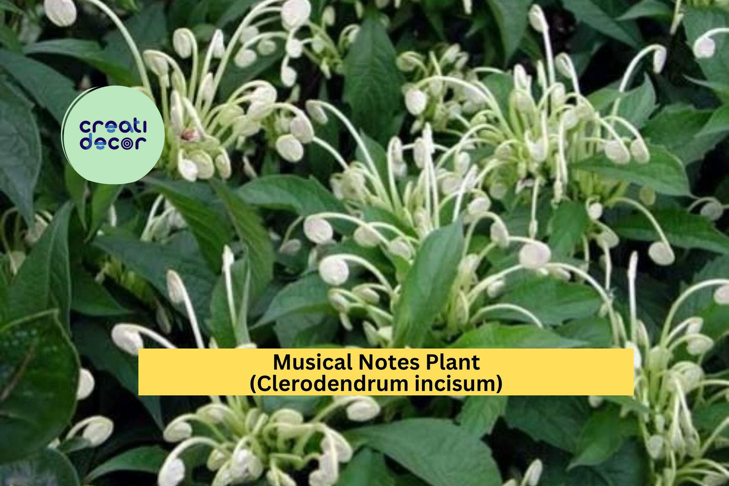 Musical Notes Plant | Clerodendrum incisum | Live Rooted Starter Tropical Flowering Shrub