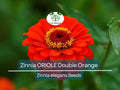 200 Seeds Zinnia ORIOLE Double Orange, Non-GMO, Attracts Songbirds, Butterflies & Hummingbirds, Vibrant Blooms, Easy to Grow, Garden Flowers