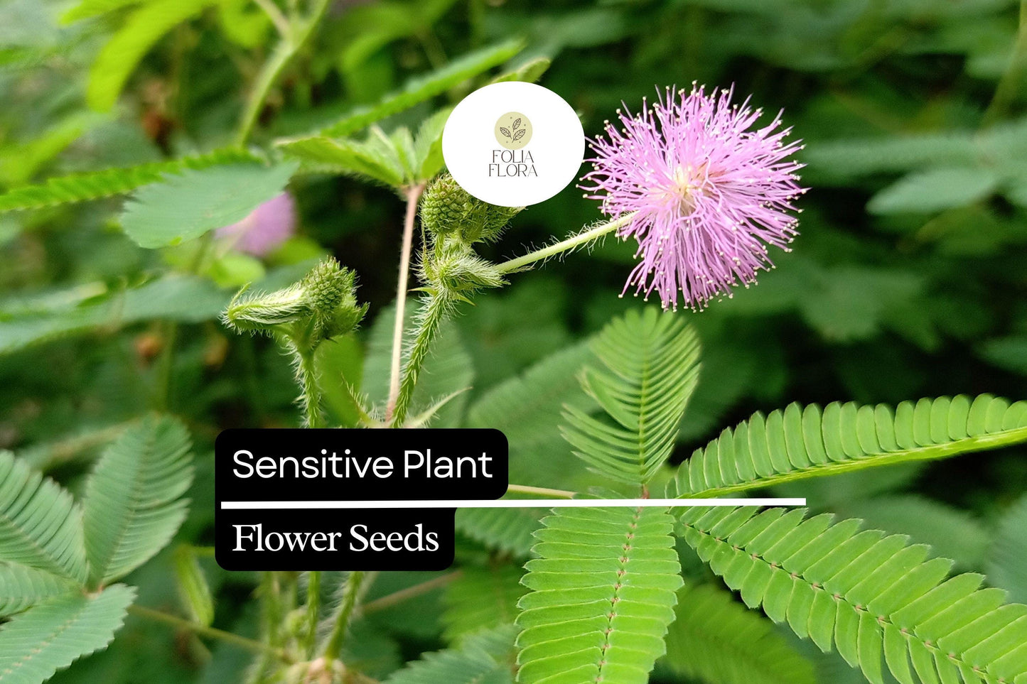 5 Seeds Sensitive Plant (Mimosa microphylla) | Touch-Responsive Leaves | Unique Ground Cover, Pollinator-Friendly, Drought-Tolerant