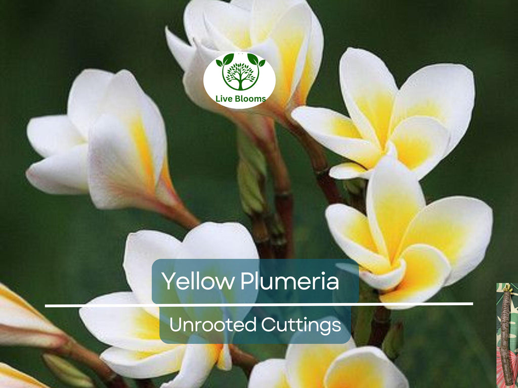 1 Yellow Plumeria Fresh Starter Cutting 10" Unrooted | Plumeria Rubra, Tropical Flowering Plant, Fragrant Yellow Flowers, Easy to Grow