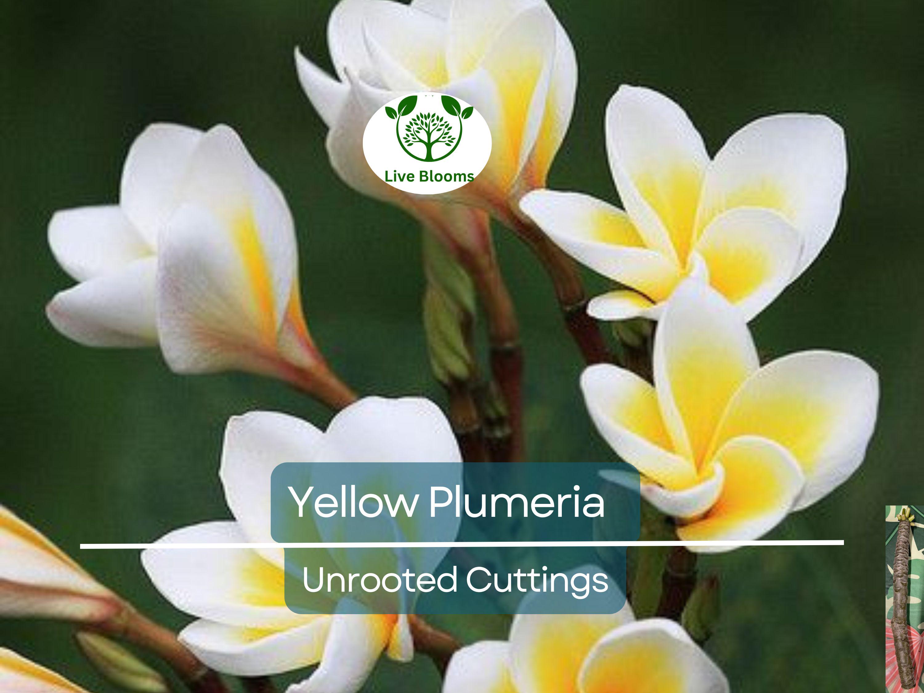 1 Yellow Plumeria Fresh Starter Cutting 10" Unrooted | Plumeria Rubra, Tropical Flowering Plant, Fragrant Yellow Flowers, Easy to Grow