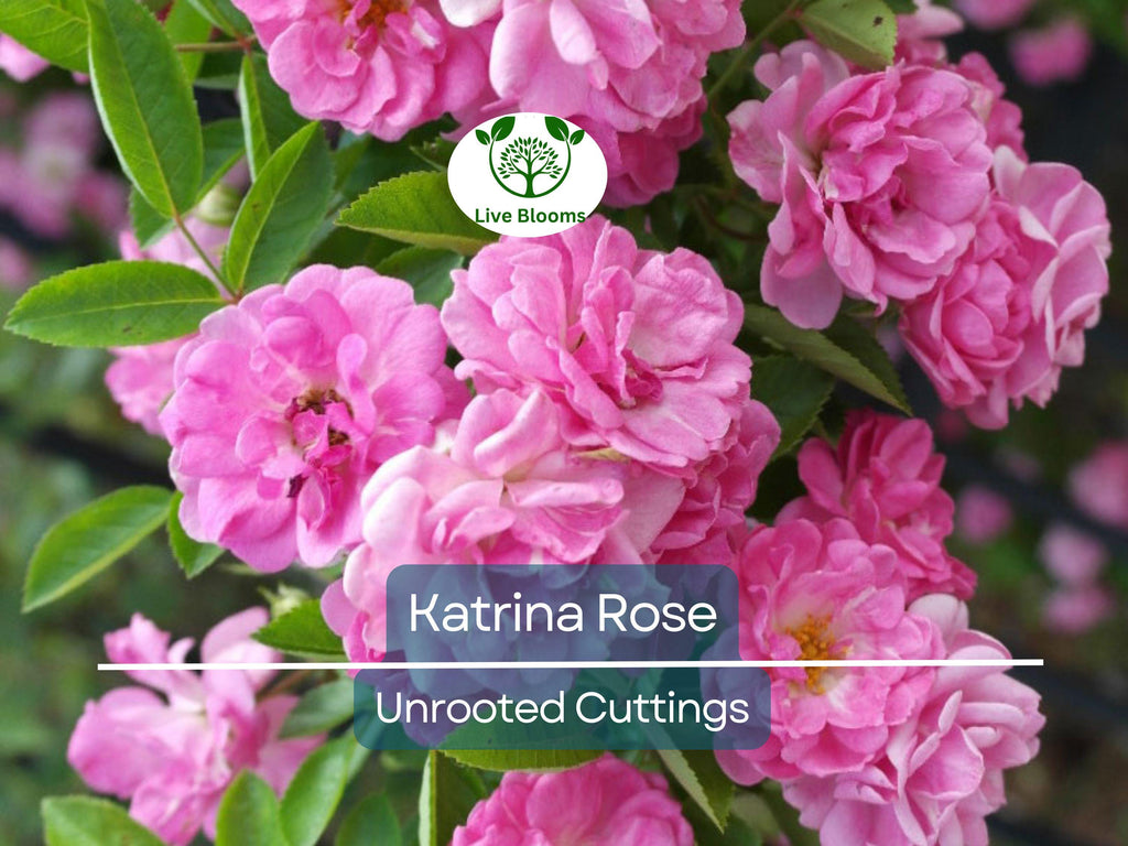 5 Peggy Martin Rose Cuttings - Katrina Rose Unrooted 7-8” | Hardy Climbing, Rose of Katrina