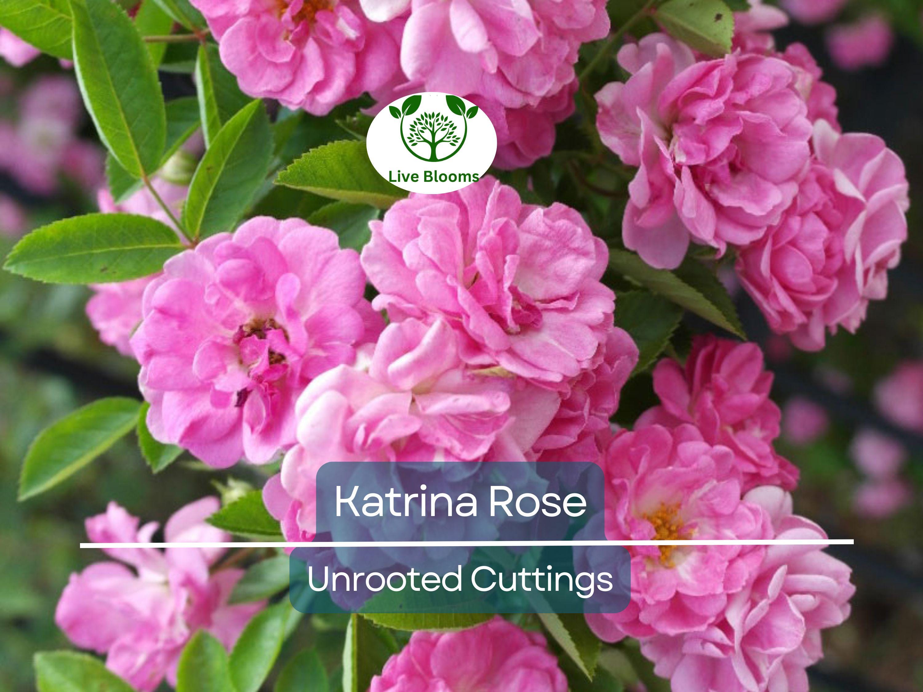 5 Peggy Martin Rose Cuttings - Katrina Rose Unrooted 7-8” | Hardy Climbing, Rose of Katrina