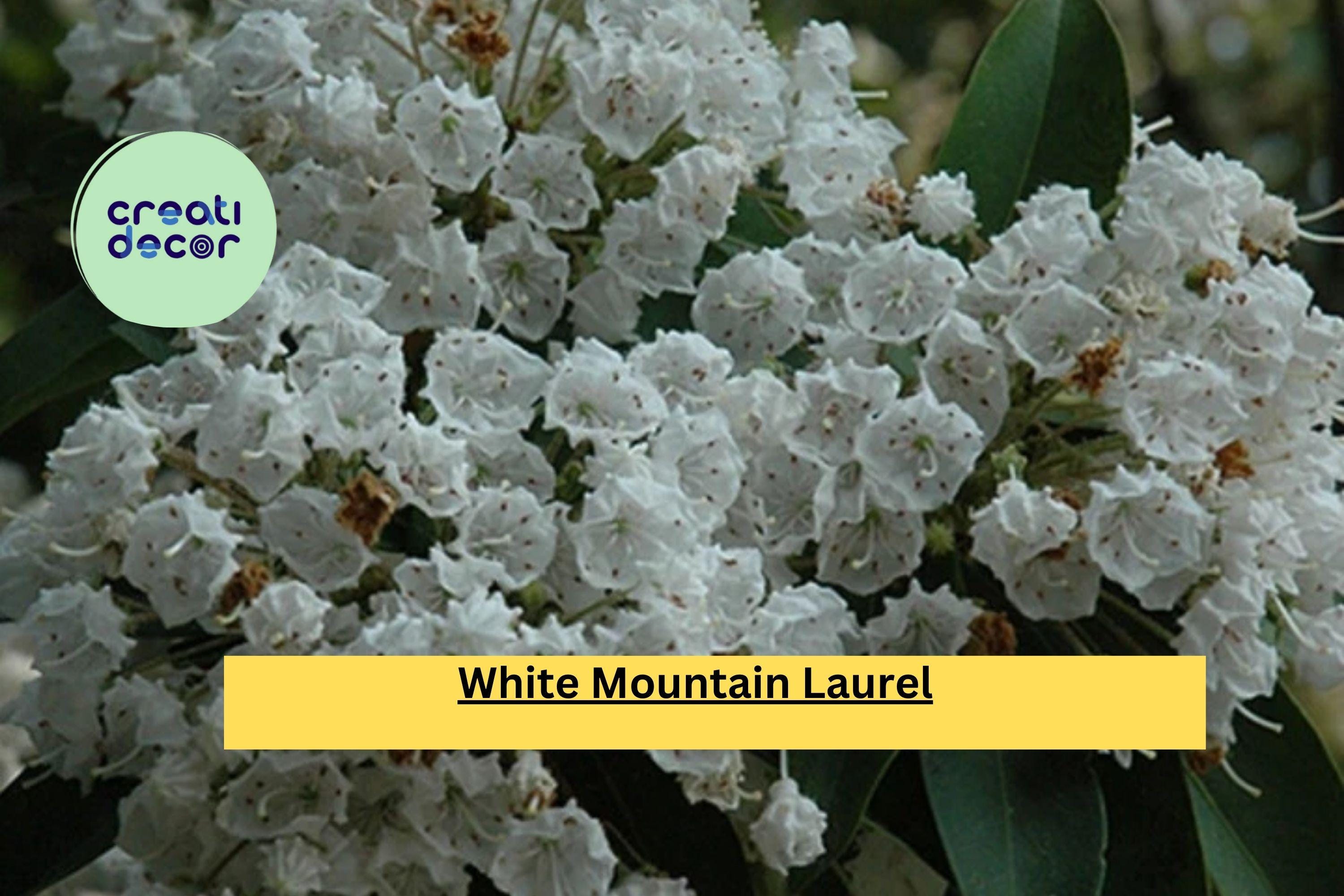 White Mountain Laurel – Live Bare Root Plant , Kalmia latifolia Shrub, Hardy Native Flowering Plant for Garden, Landscaping, Borders