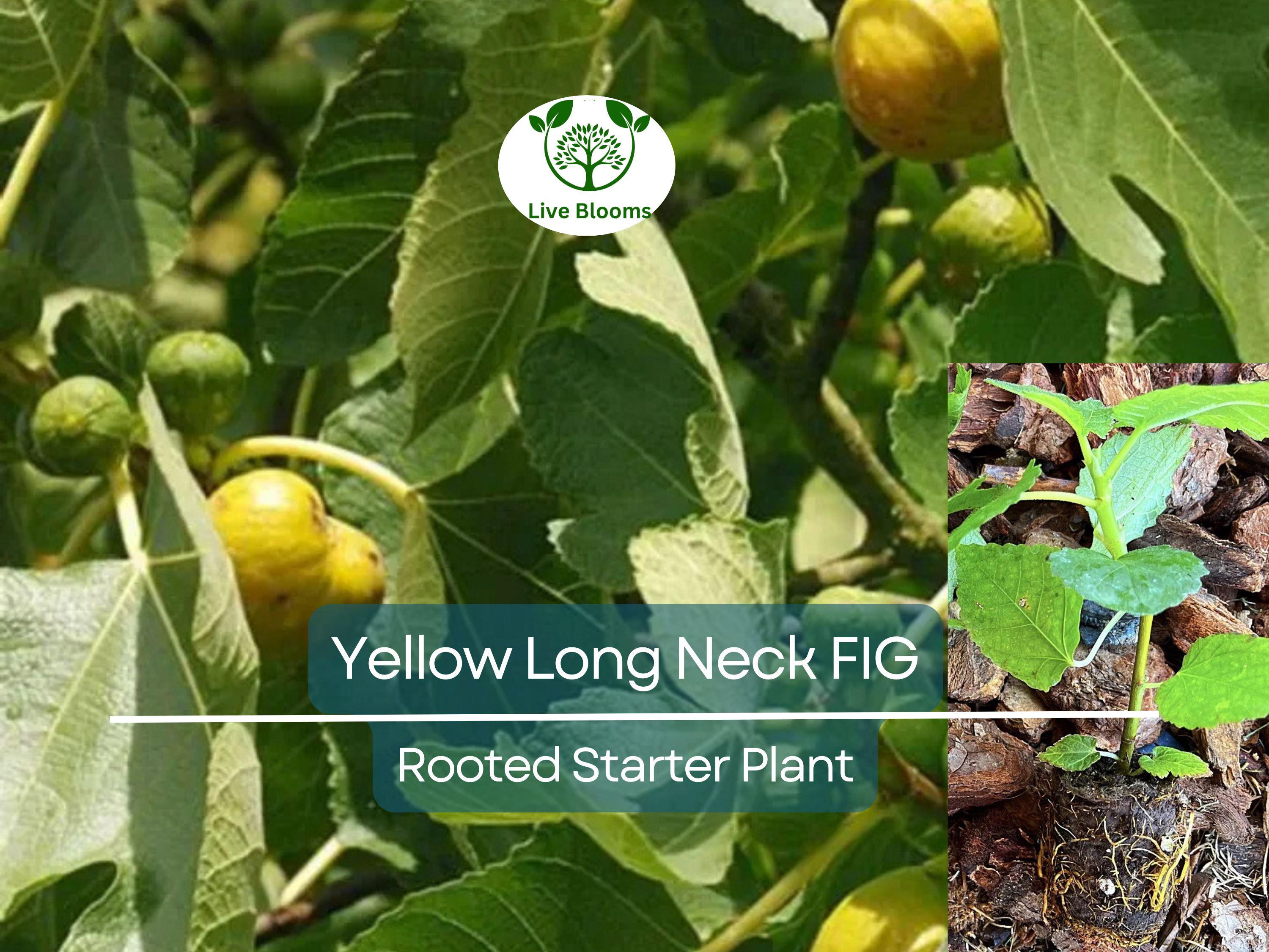 1 Rooted Yellow Long Neck Fig Plant (Ficus auriculata), Rare Fruit Tree, Starter Plant, Easy to Grow, Tropical Fig, for Home Garden & Patios