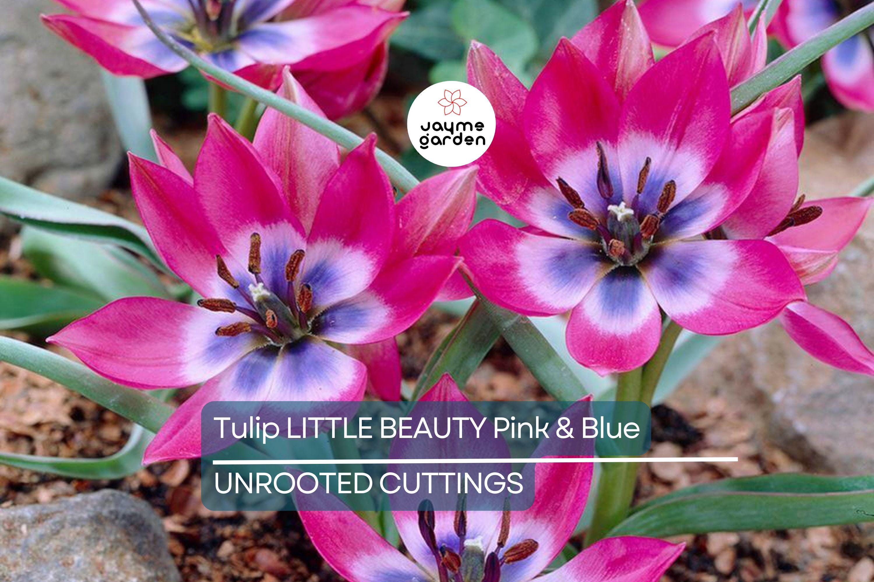 Tulipa ‘Little Beauty’ – 5 Tulip Bulbs, 6" Dwarf Variety, Pink & Blue Blooms, Perennial, Easy to Grow