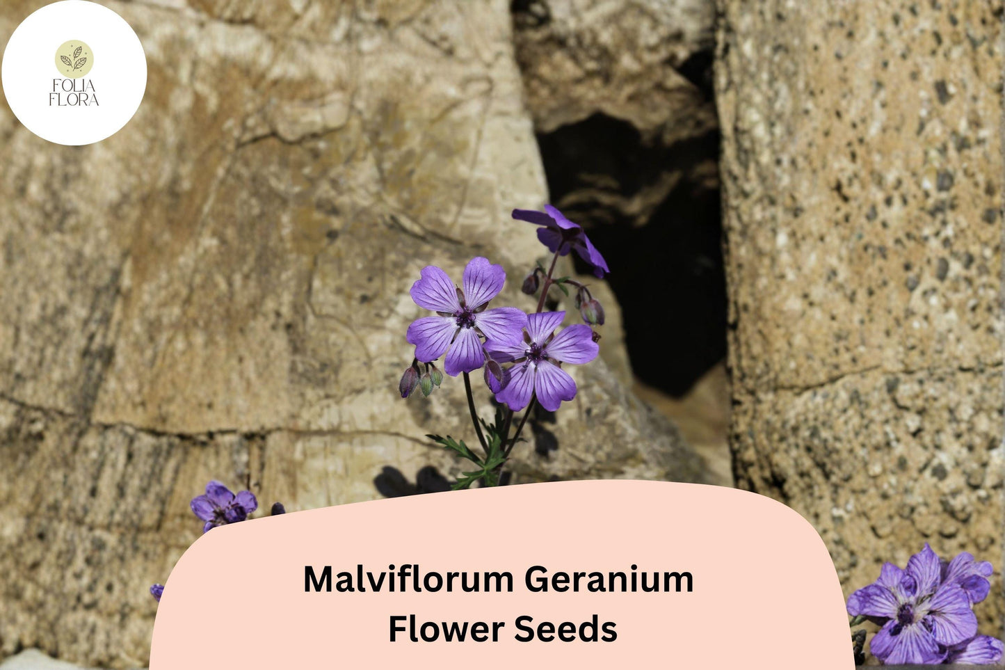 25+ Malviflorum Geranium Seeds for Garden Planting – Purple Flowers, Hardy Perennial