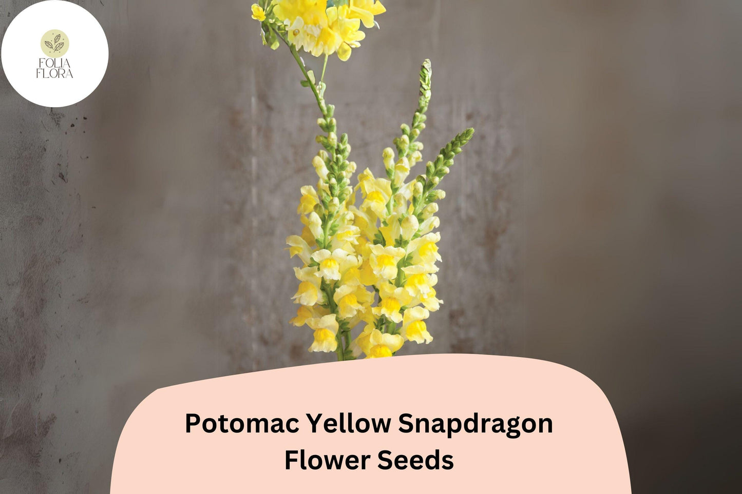 Antirrhinum majus Potomac Yellow Snapdragon Seeds – 1000+ Bright Yellow Blooms for Garden & Cut Flowers