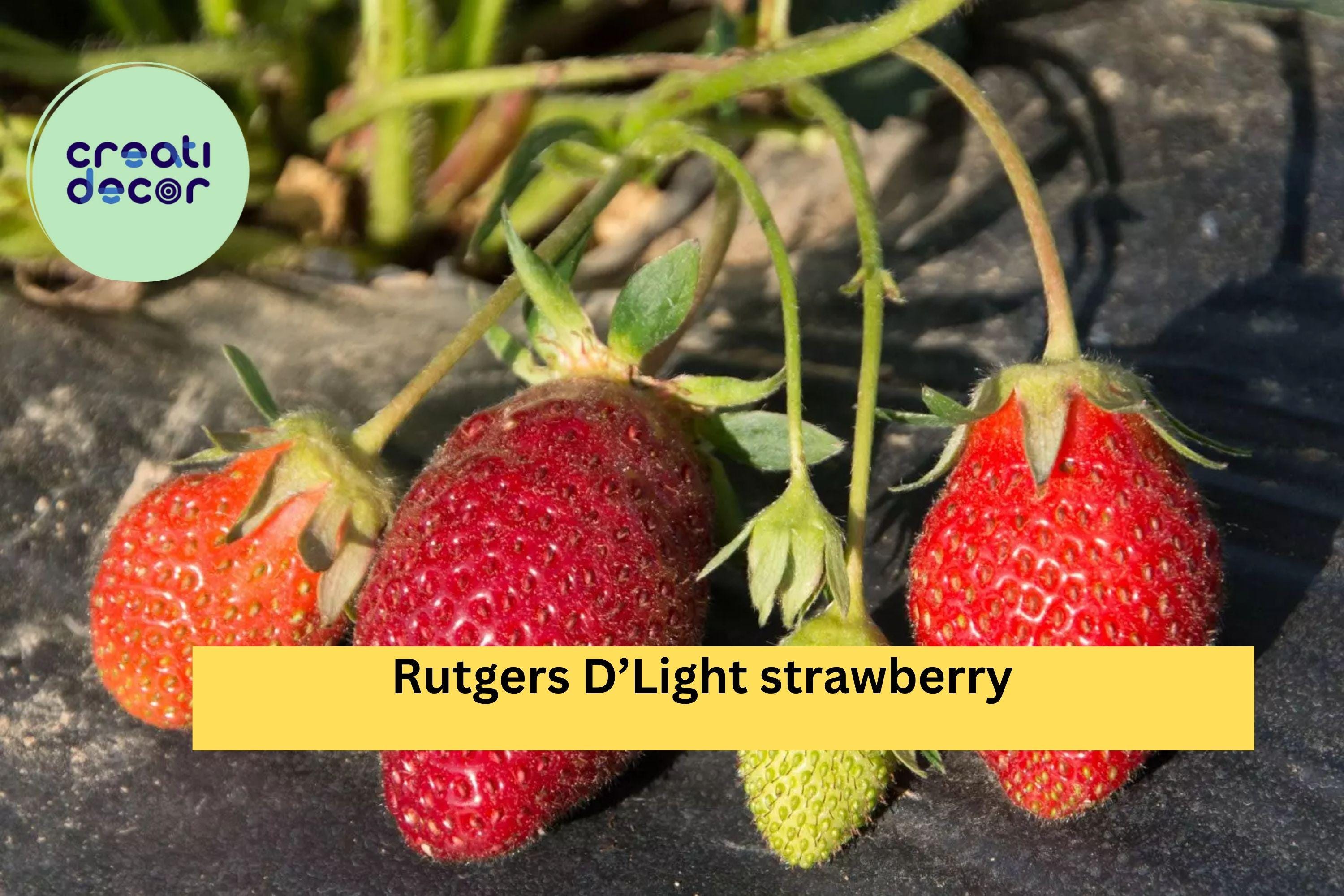 Rutgers D’Light Strawberry Roots – 25 Bare Root Plants, Ever-Bearing Variety for Garden, Sweet Red Fruit, Hardy Perennial Zones 4–9