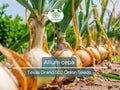 250 mg Texas Grano 502 Onion Seeds - Allium cepa | Heirloom Sweet Onion for Planting, Gardening & Harvest | Mild, Large Bulbs