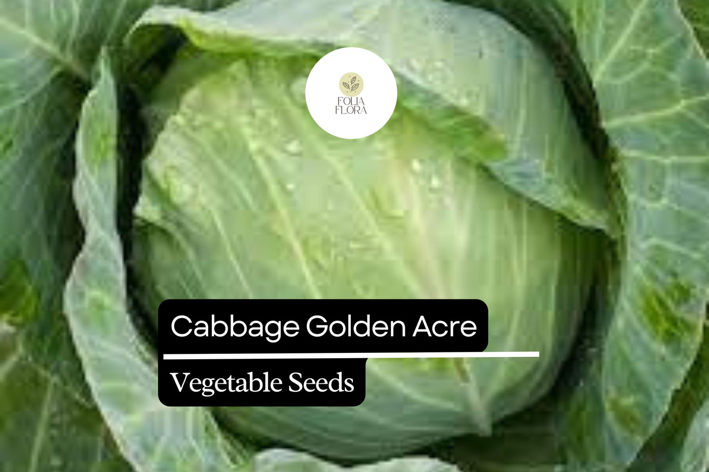500+ Golden Acre Cabbage Seeds | Brassica oleracea | Early Heirloom Round Head Cabbage for Garden Planting