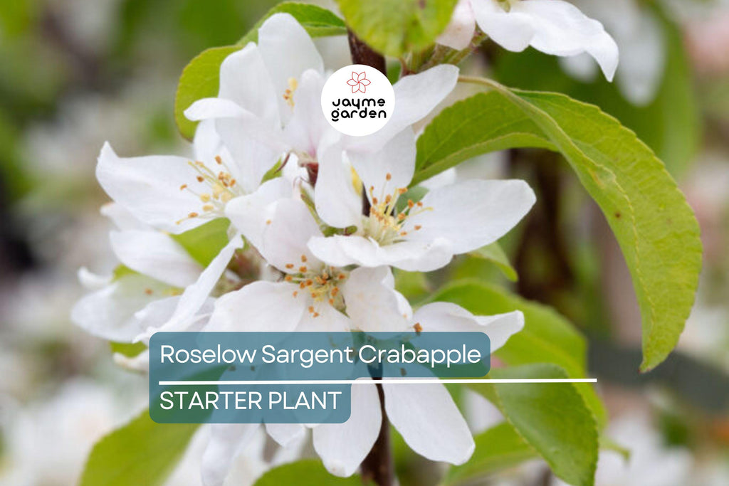 Roselow Sargent Crabapple Tree – Live Bare Root Plant Malus sargentii ‘Roselow,’ 10–12" Shipping Size