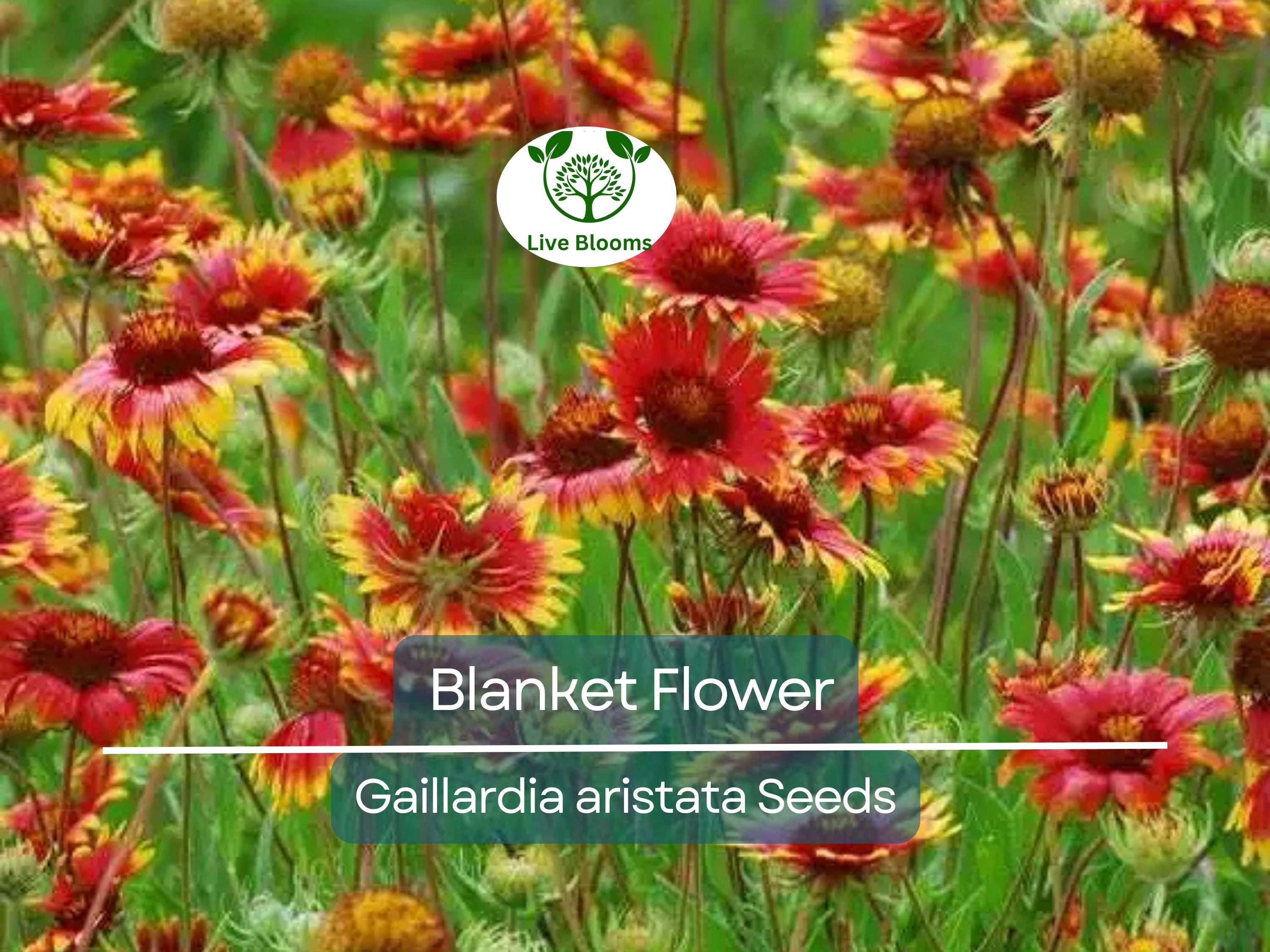 200 Seeds Blanket Flower Gaillardia, Perennial Wildflower, Native Flower, Non-GMO, Gaillardia aristata, Drought Tolerant, Vibrant Blooms
