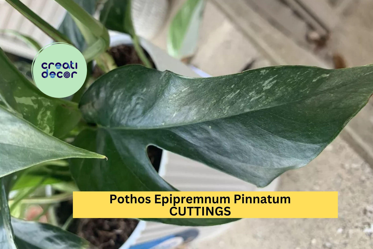 1 Pothos Epipremnum Pinnatum Albo Variegata | Unrooted Cutting | Rare Variegated Houseplant | Trailing Indoor Plant