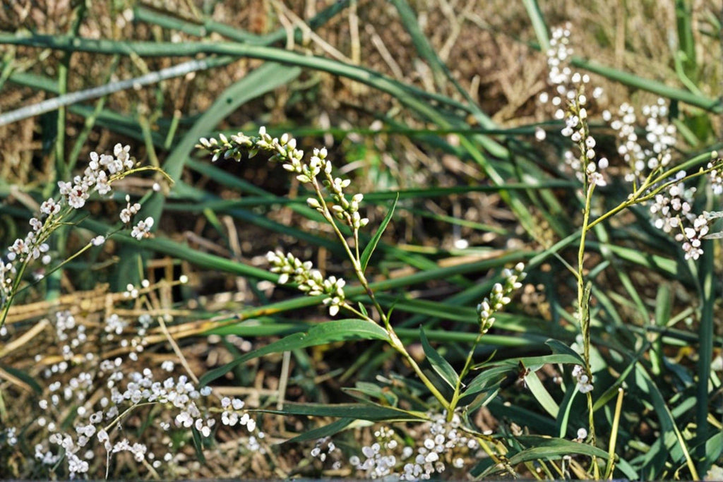 Dotted Smartweed – Persicaria punctata, Native Annual Wildflower | Moist Soil Plant (30 Seeds)