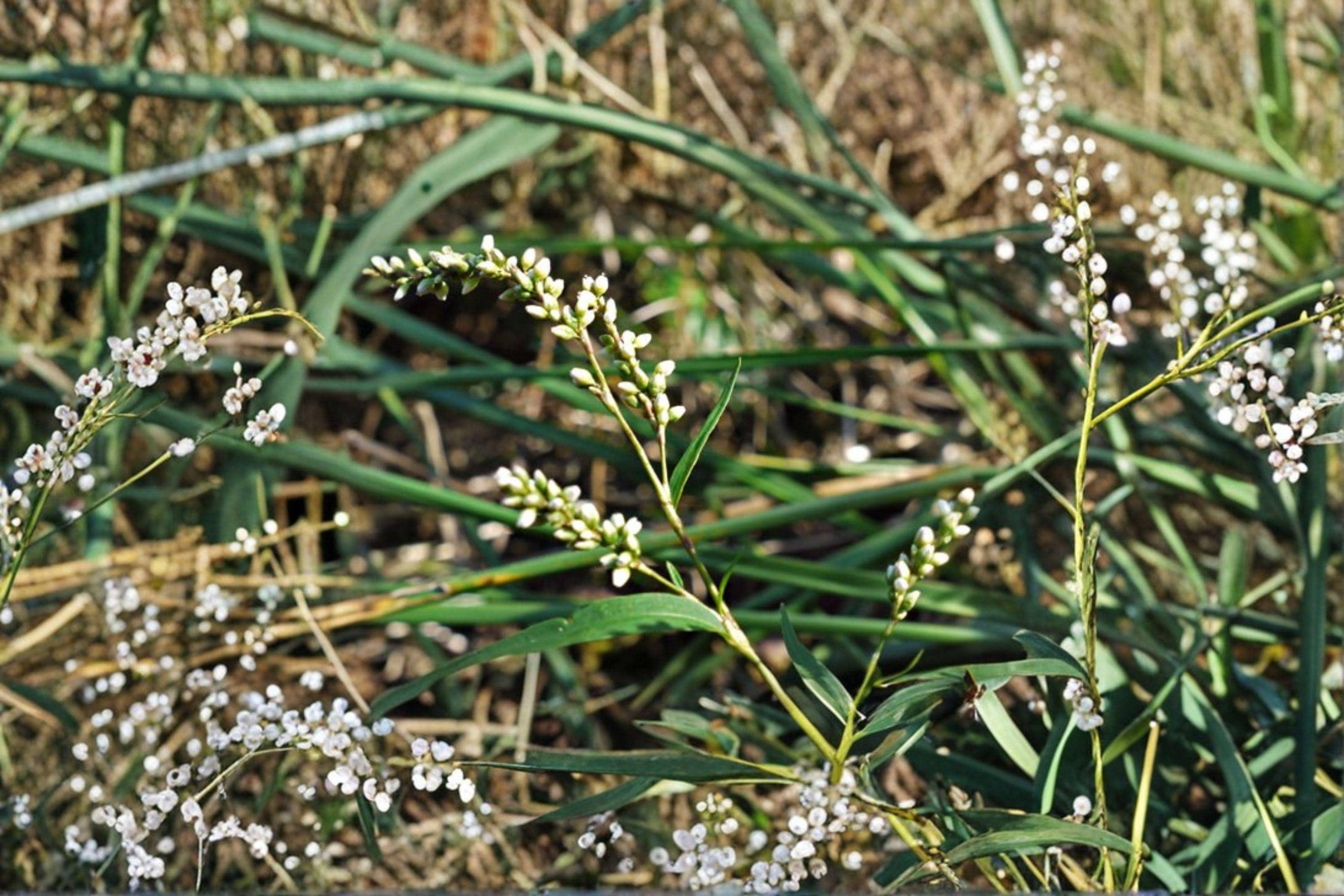 Dotted Smartweed – Persicaria punctata, Native Annual Wildflower | Moist Soil Plant (30 Seeds)