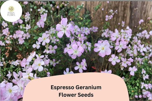 25+ Espresso Geranium Seeds | Pink Blooms & Dark Bronze Foliage | Hardy Perennial for Garden Beds and Borders