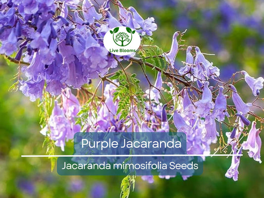 40 Purple Jacaranda Mimosifolia Seeds | Fast Growing Flowering Tree, Beautiful Purple Blooms, Tropical Landscaping, Garden Tree