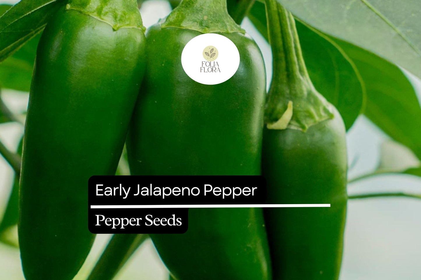 25 Early Jalapeño Pepper Seeds – Capsicum annuum – Heirloom, Spicy Chili, Fast-Maturing, Non-GMO, Perfect for Salsas & Pickling