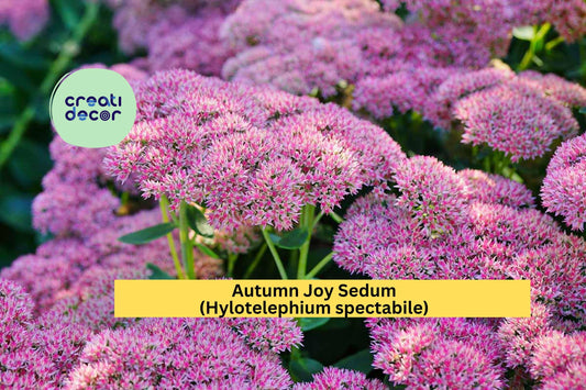 Autumn Joy Sedum | Hylotelephium spectabile | 3 Live Perennial Plants with Pink Blooms