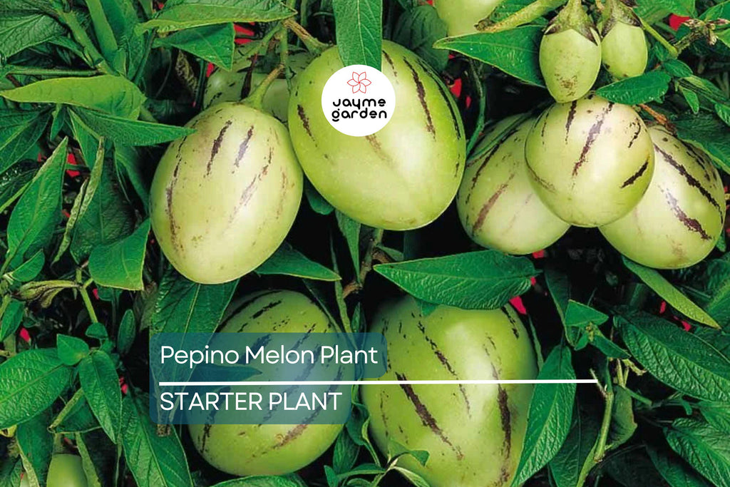 Pepino Melon Plant Cutting | Sweet Golden Ginseng Fruit | Live Starter Plant with Pot | Bushy, Perennial & Evergreen