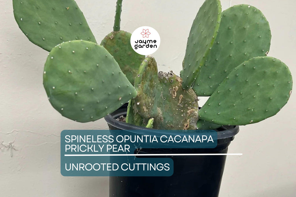 Hardy Opuntia Cacanapa Prickly Pear Cactus | 2 Pads/Cuttings | Winter Resistant, Easy to Grow