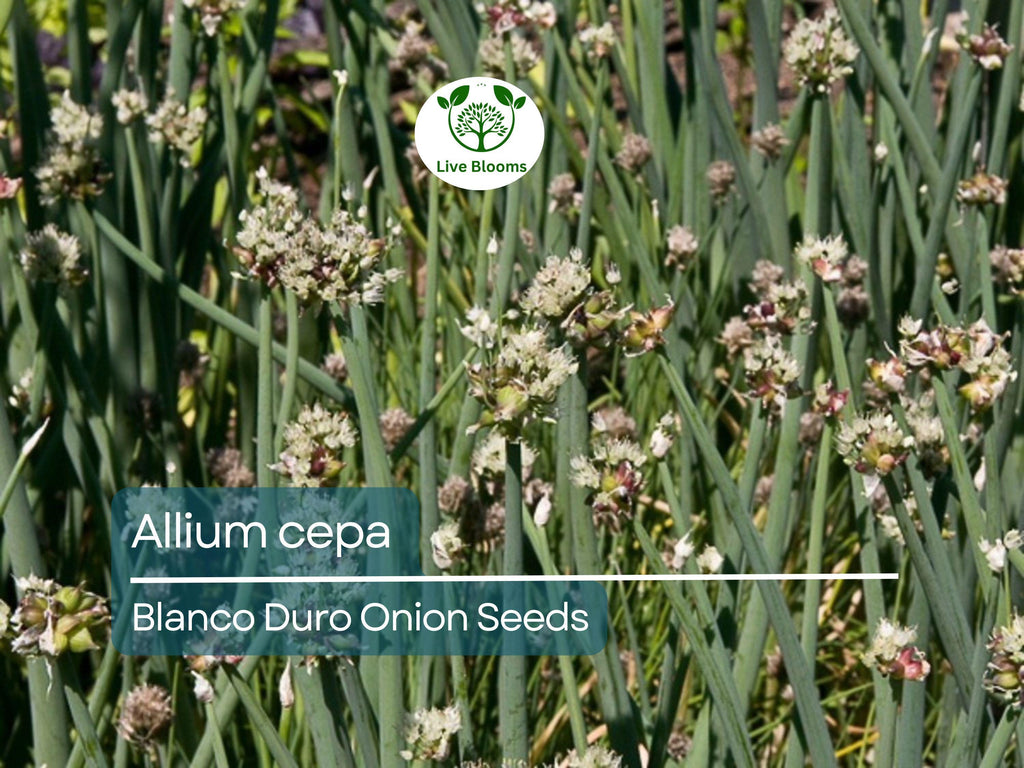 250 mg Onion Blanco Duro Seeds - Allium cepa | Heirloom White Onion for Planting, Gardening & Cooking | Mild Flavor, Crisp Texture