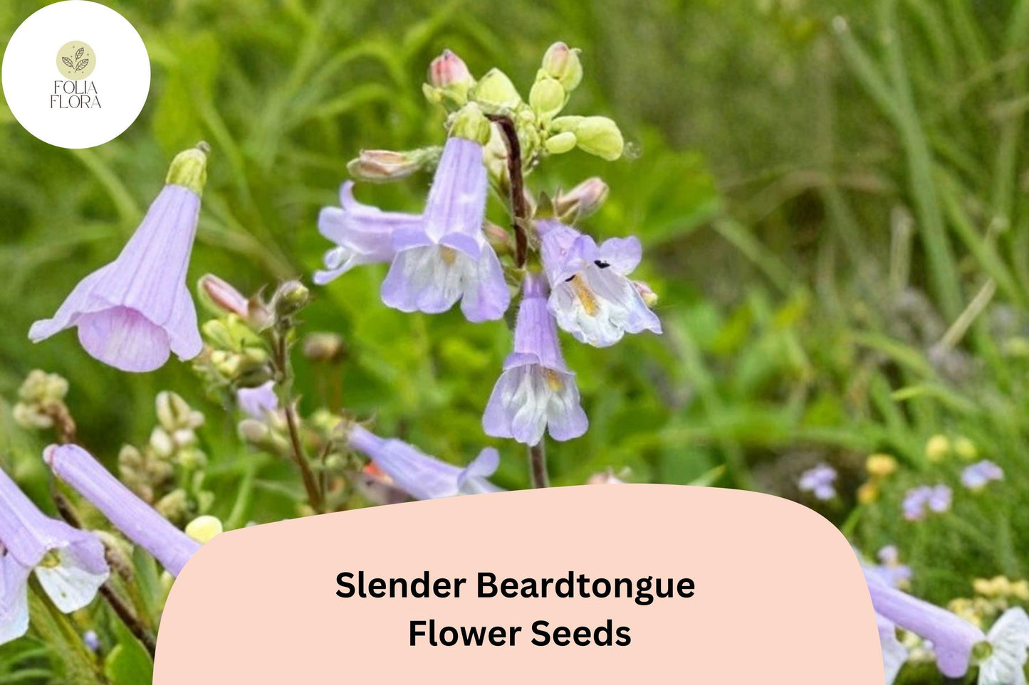 Slender Beardtongue Seeds – 100 Penstemon gracilis | Perennial Garden Plant for Pollinator & Prairie Gardens