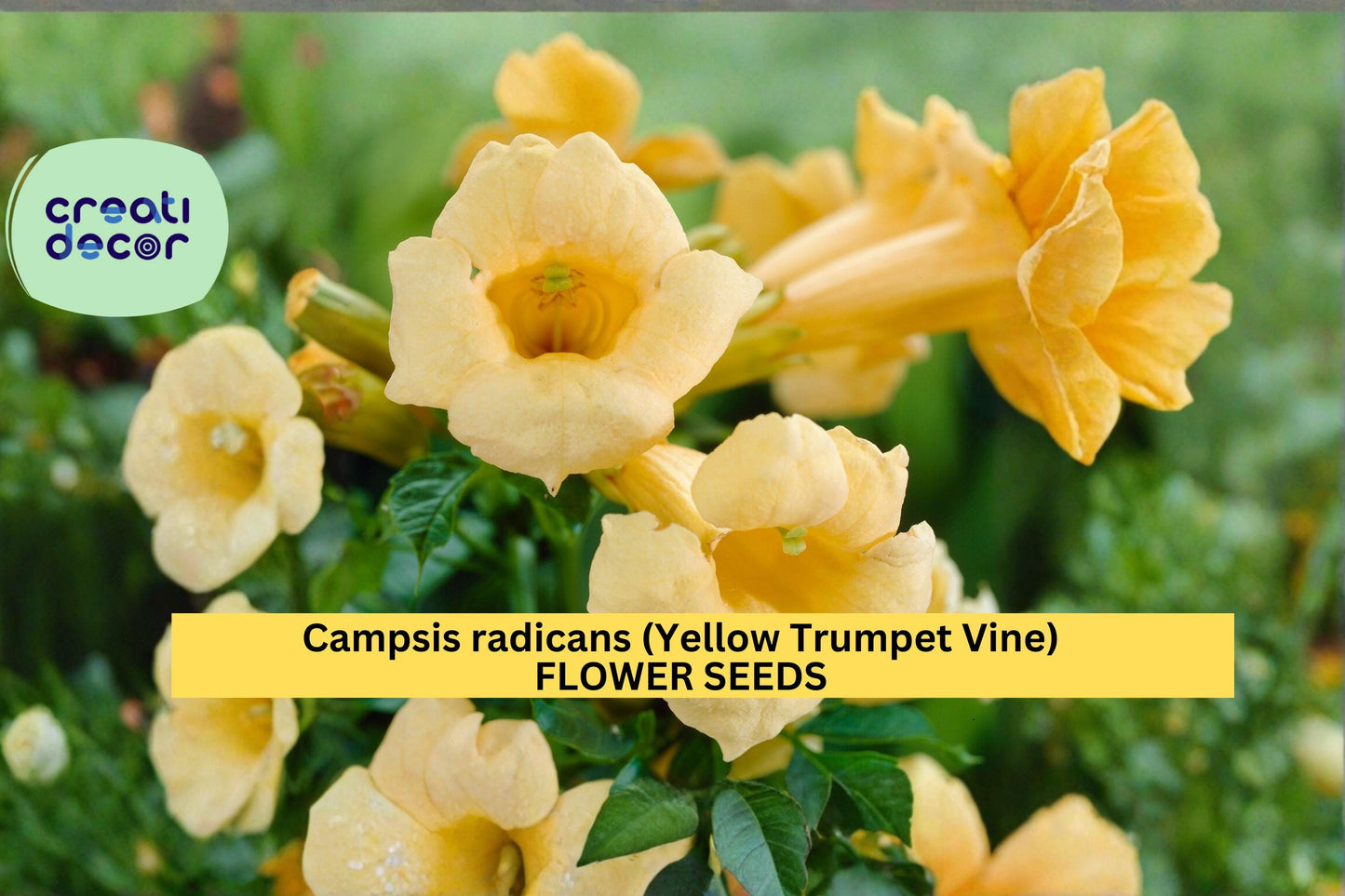 Campsis radicans Flava Seeds Yellow Trumpet Vine 20 Count Climbing Flower Vine Seeds Ornamental Garden Plant