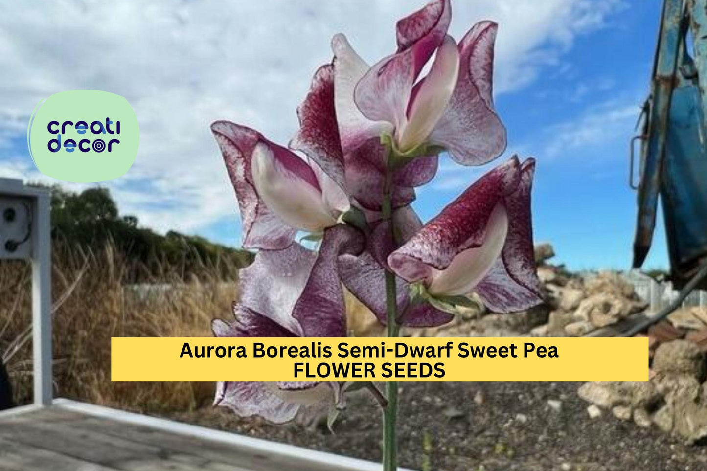 50+ Aurora Borealis Sweet Pea Seeds – Semi-Dwarf Fragrant Mix for Garden Planting, Compact Blooms for Borders & Pots – USA