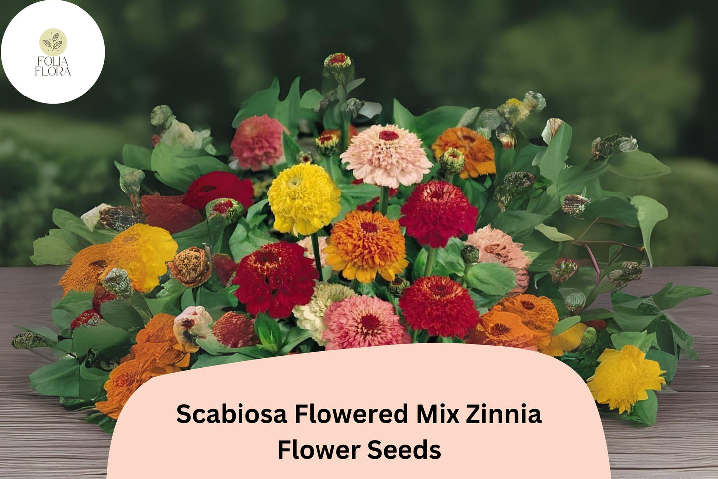 100+ Scabiosa Flowered Mix Zinnia Seeds – Unique Double Blooms for Garden Beds, Borders & Bouquets
