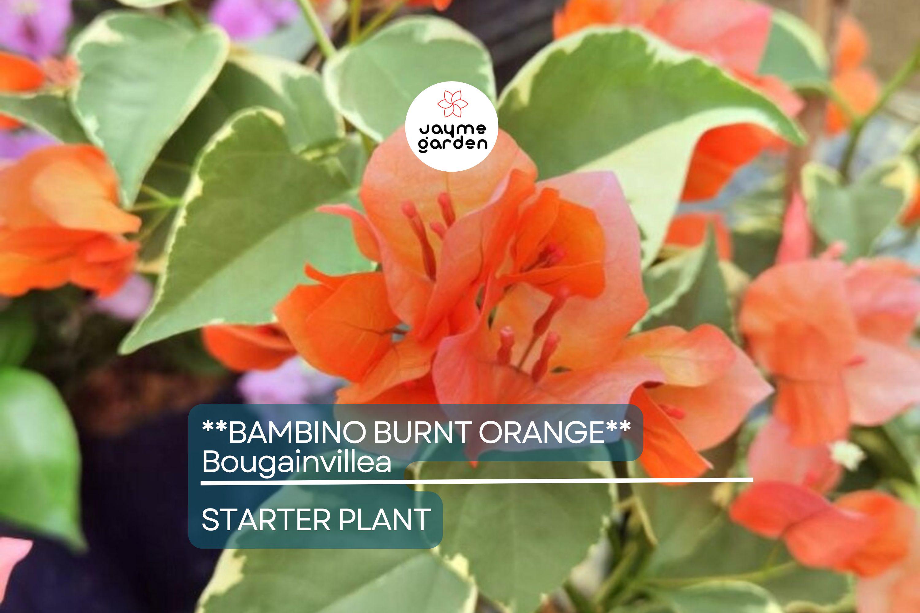 Bambino Burnt Orange Bougainvillea | Live Starter Plant | Well-Rooted Plug | Small, Tropical Beauty | Perfect for Indoor & Outdoor