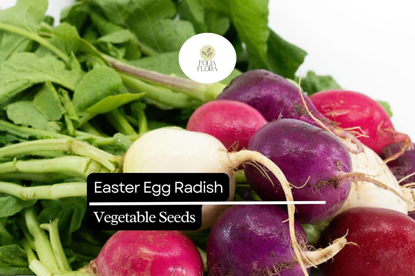 200 Seeds Easter Egg Radish (Raphanus sativus) – Colorful Blend, Crisp & Mild