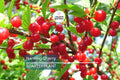 Nanking Cherry Scion | 6-10" Length for Grafting | High-Quality Scionwood from Seed-Grown Nanking Cherry Bushes