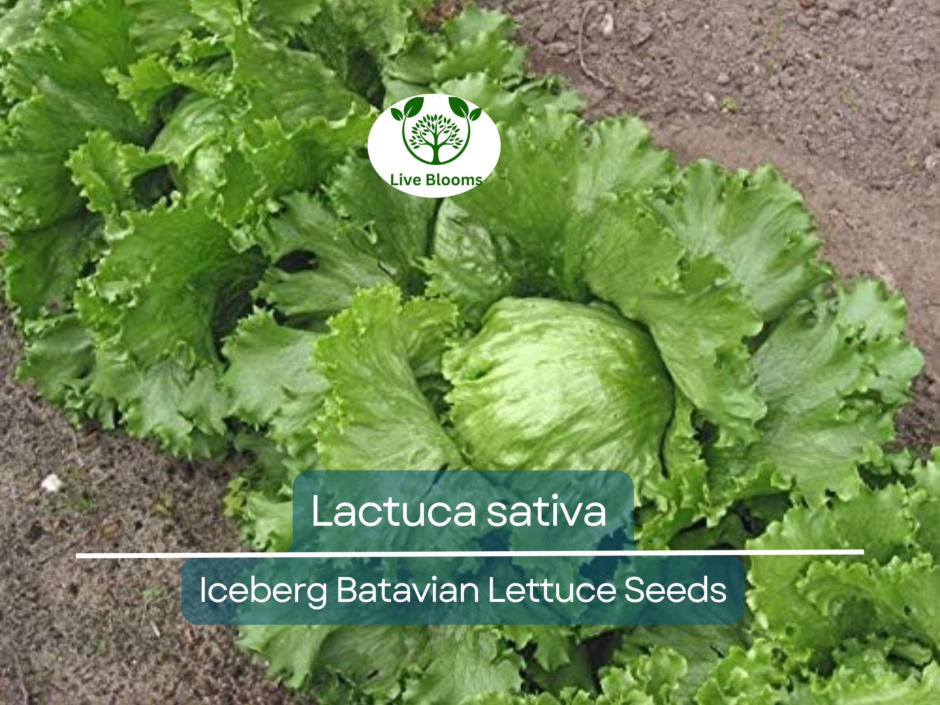 700 Seeds Iceberg Batavian Lettuce – Lactuca sativa | Heirloom Heading Lettuce Seeds for Planting & Crisp, Fresh Harvests