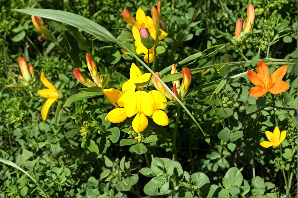 Bird’s Foot Trefoil – Lotus corniculatus Seeds | 100 Seeds | Nitrogen Fixing | Pollinator Friendly