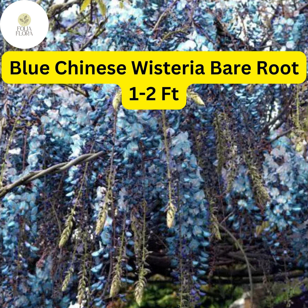 1 Bare Root Blue Chinese Wisteria Tree, 1-2 Ft Tall Live Plant, Wisteria sinensis, Ready to Plant