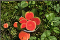 Diamond Guava 1 Plant 8-12" (Psidium guajava) Tropical Guava Fruit Tree