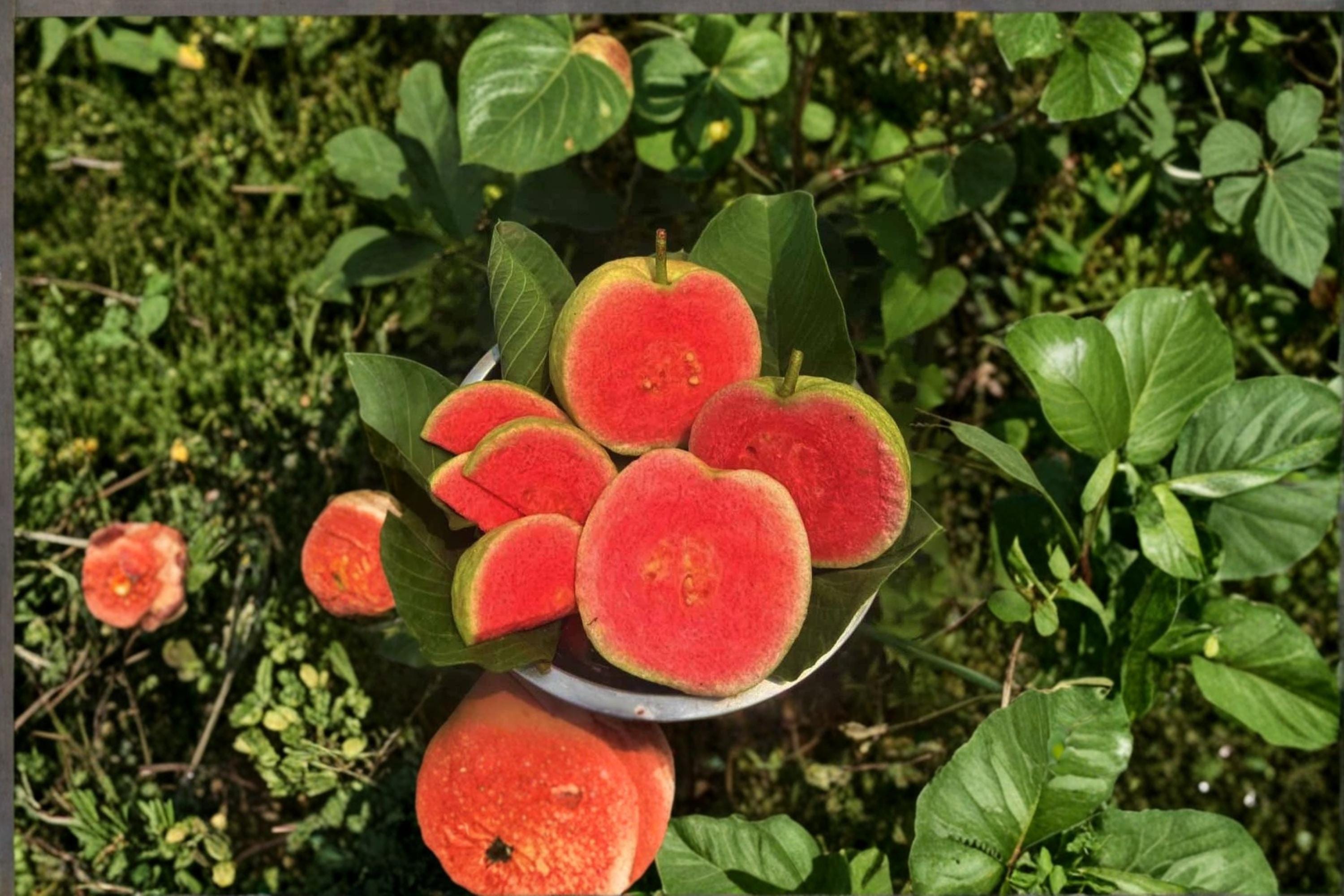 Diamond Guava 1 Plant 8-12" (Psidium guajava) Tropical Guava Fruit Tree