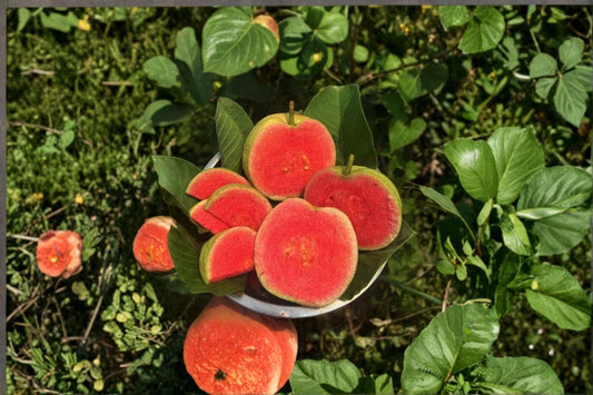 Diamond Guava 1 Plant 8-12" (Psidium guajava) Tropical Guava Fruit Tree