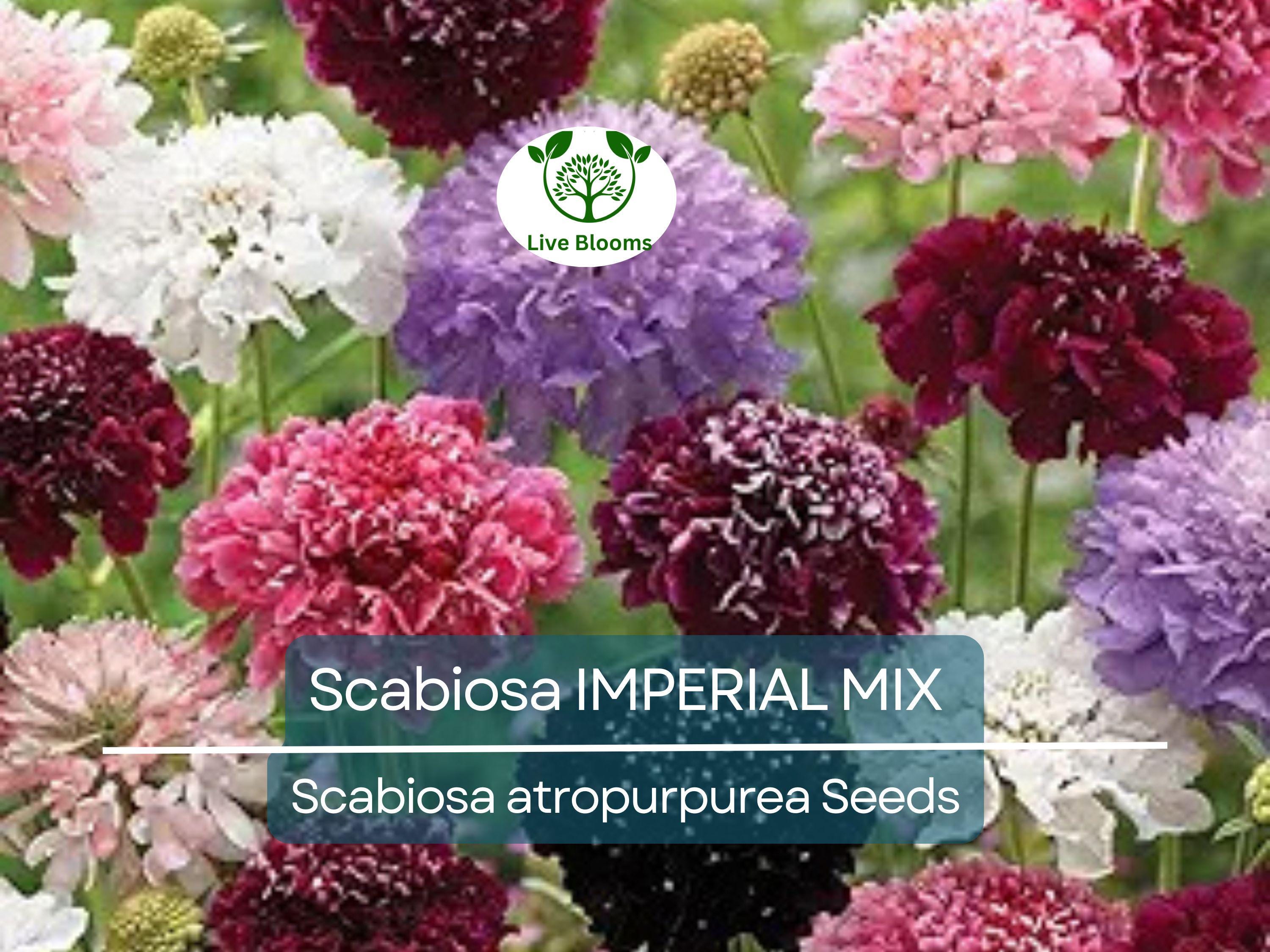 200 Seeds Scabiosa IMPERIAL MIX - Tall Double Pincushion Flower, Dried Everlasting, Non-GMO, Perfect for Cut Flowers - Scabiosa atropurpurea