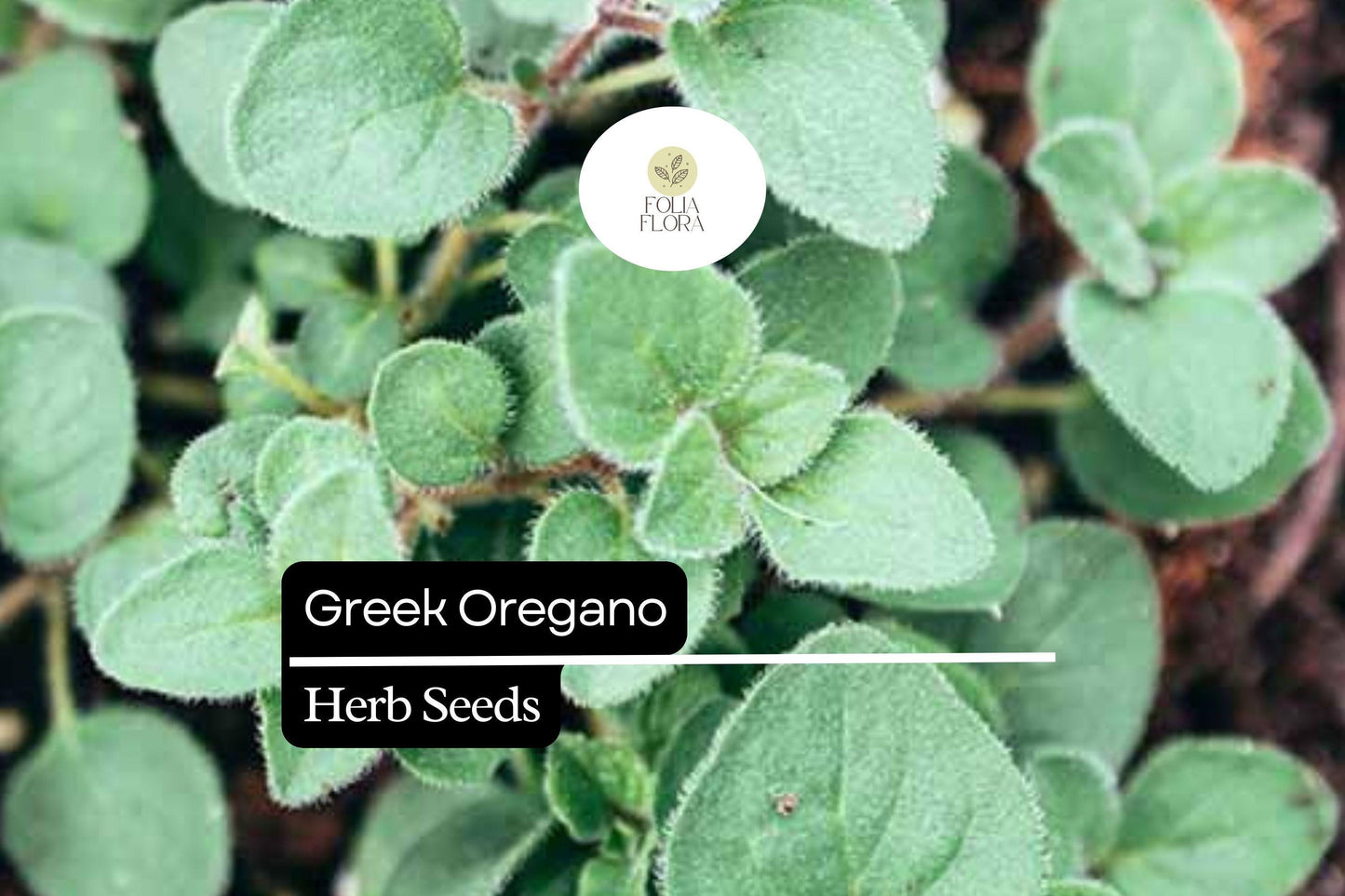 2000 Seeds Greek Oregano (Origanum vulgare subsp. hirtum) – Aromatic Culinary Herb for Gardens and Pots