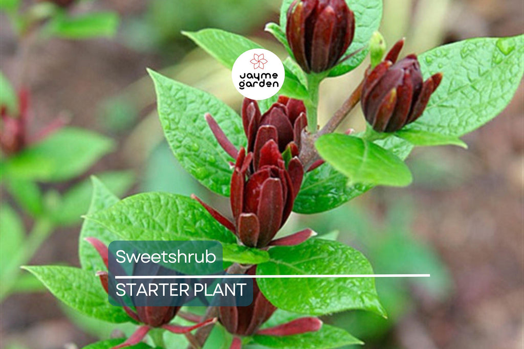 Sweetshrub Seedlings for Planting | Live Starter Plants | Hardy Low-Maintenance Shrub | CZ Grain Quality | Perfect for Garden & Yard