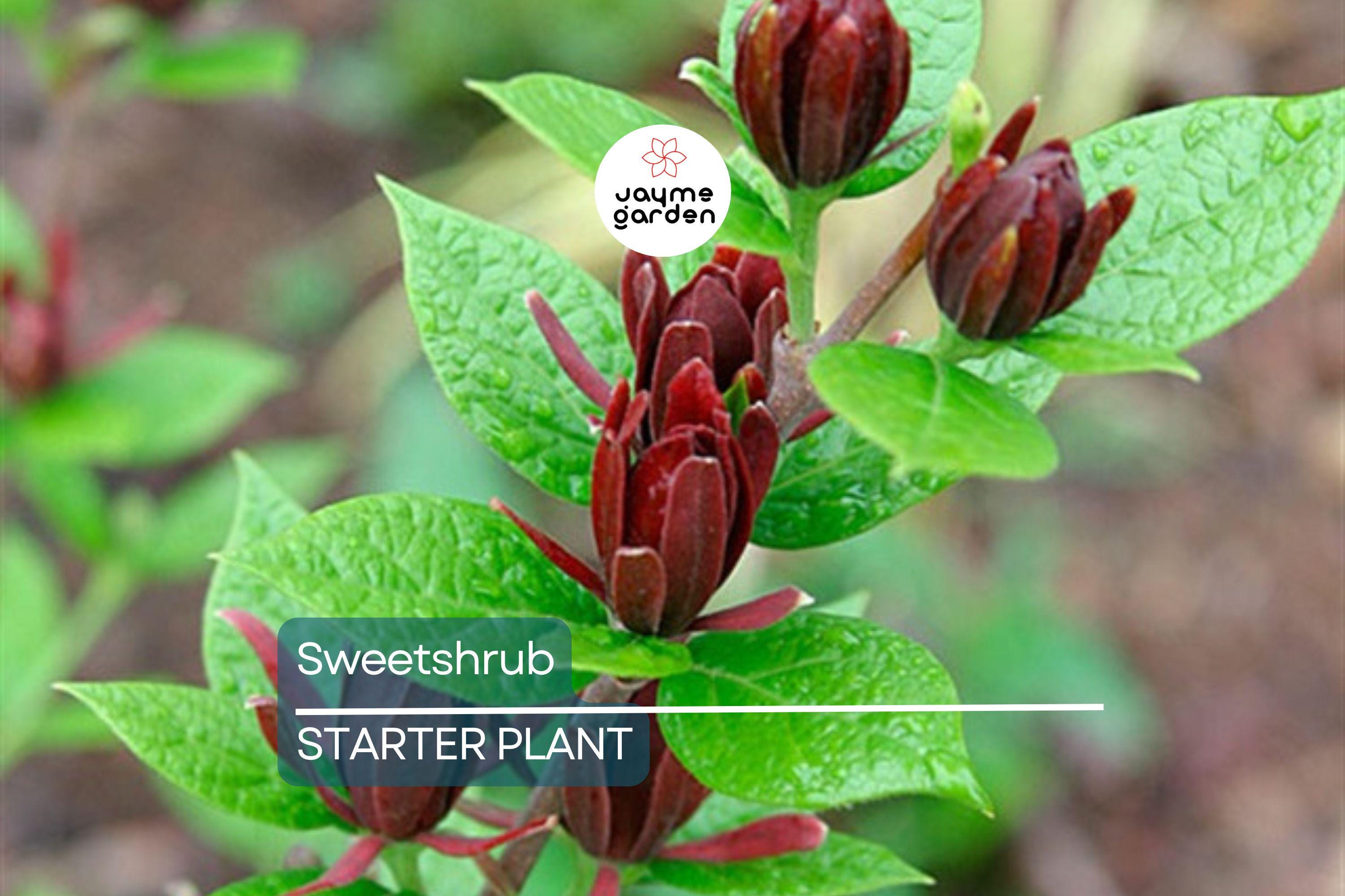 Sweetshrub Seedlings for Planting | Live Starter Plants | Hardy Low-Maintenance Shrub | CZ Grain Quality | Perfect for Garden & Yard