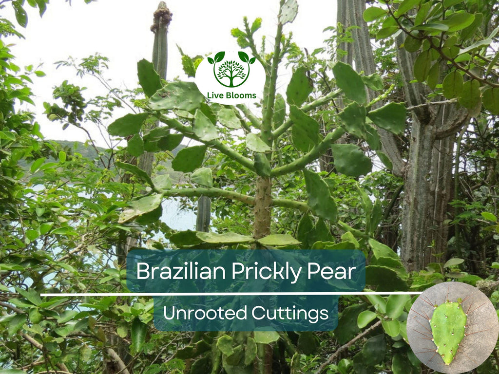 1 Brasiliopuntia brasiliensis (Brazilian Prickly Pear) Unrooted Cutting 1-2" – Treelike Cactus for Propagation, Gardening & Xeriscaping