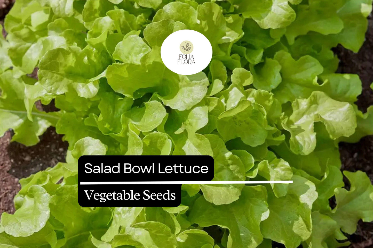 1000 Salad Bowl Lettuce Seeds – Lactuca sativa – Heirloom, Tender & Mild, Heat-Tolerant