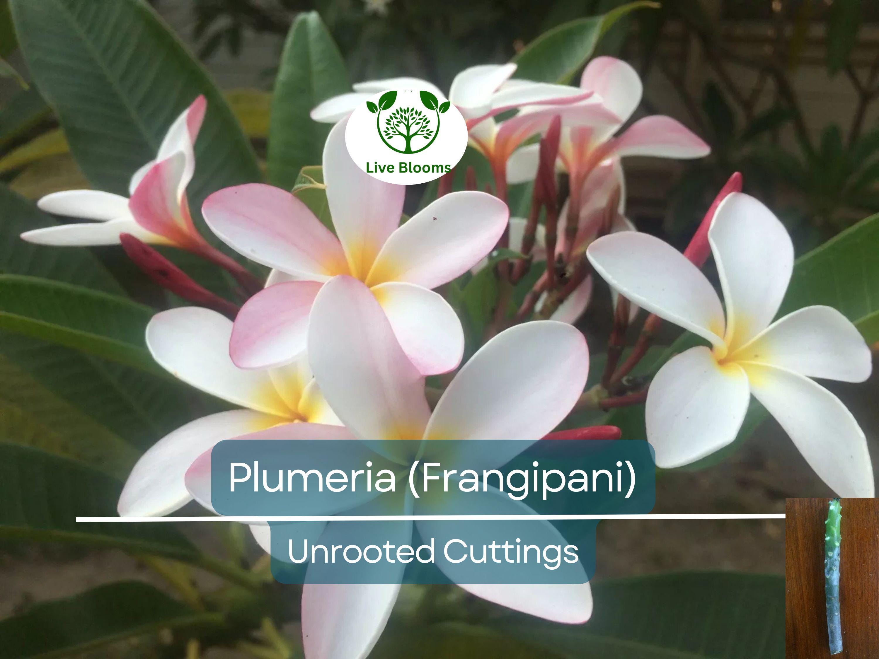 1 Plumeria Unrooted Cutting 10"-11" Frangipani | Tropical Flowering Plant for Garden, Exotic Plumeria Rubra, Fragrant White & Pink Blooms