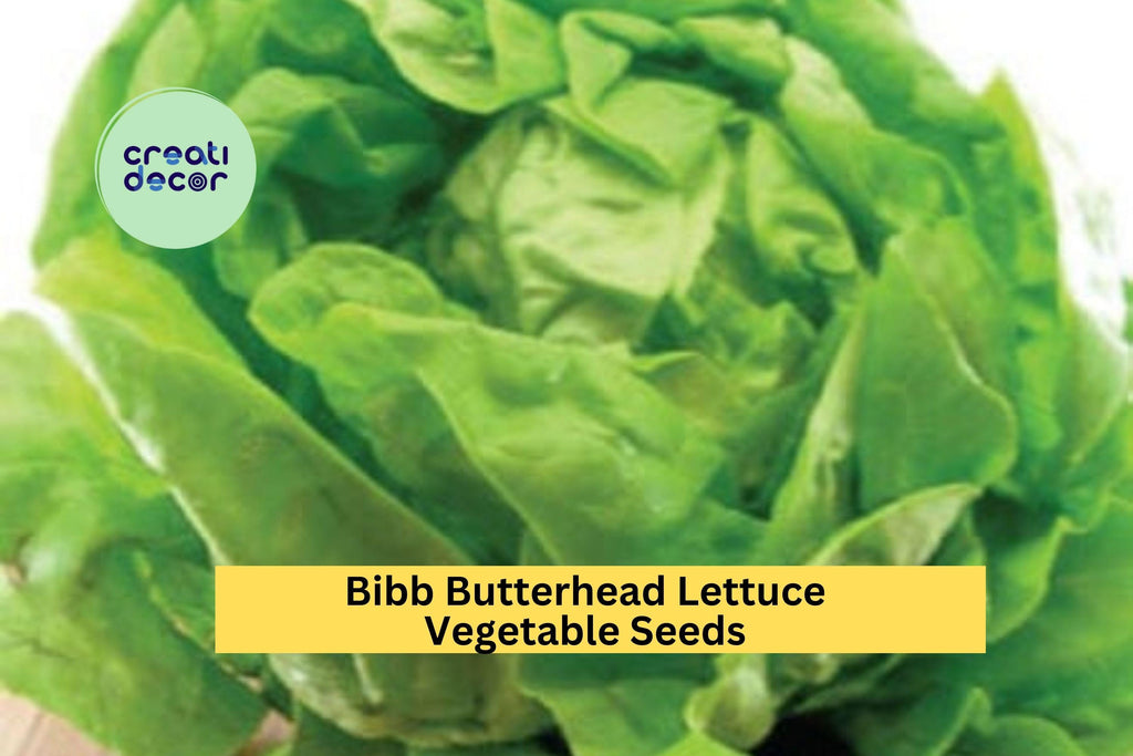 3pcs of 1g Bibb Butterhead Lettuce Seeds – Tender, Sweet Heirloom Variety Ideal for Raised Beds, Gardens & Containers Seeds for Planting