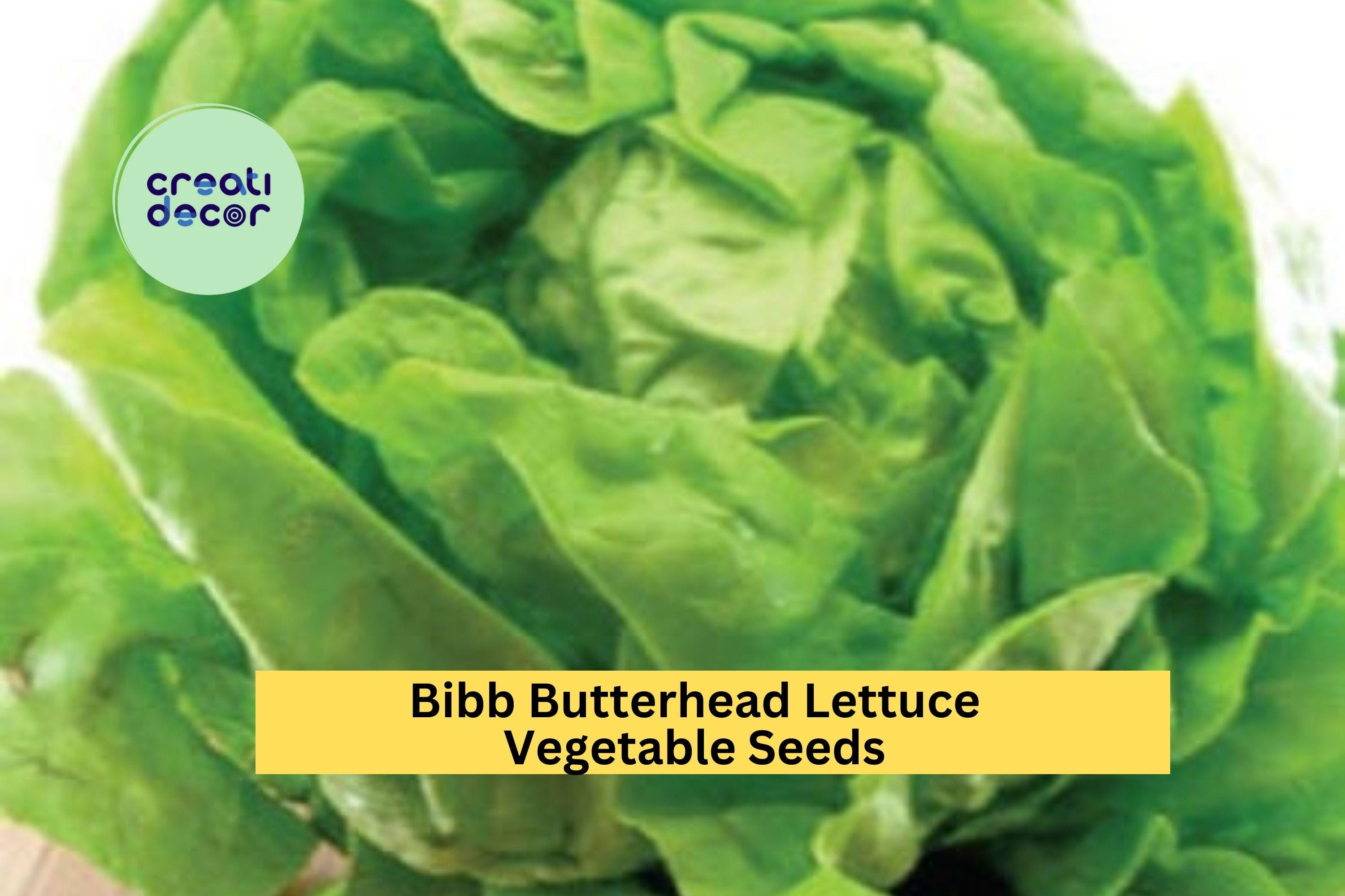 3pcs of 1g Bibb Butterhead Lettuce Seeds – Tender, Sweet Heirloom Variety Ideal for Raised Beds, Gardens & Containers Seeds for Planting