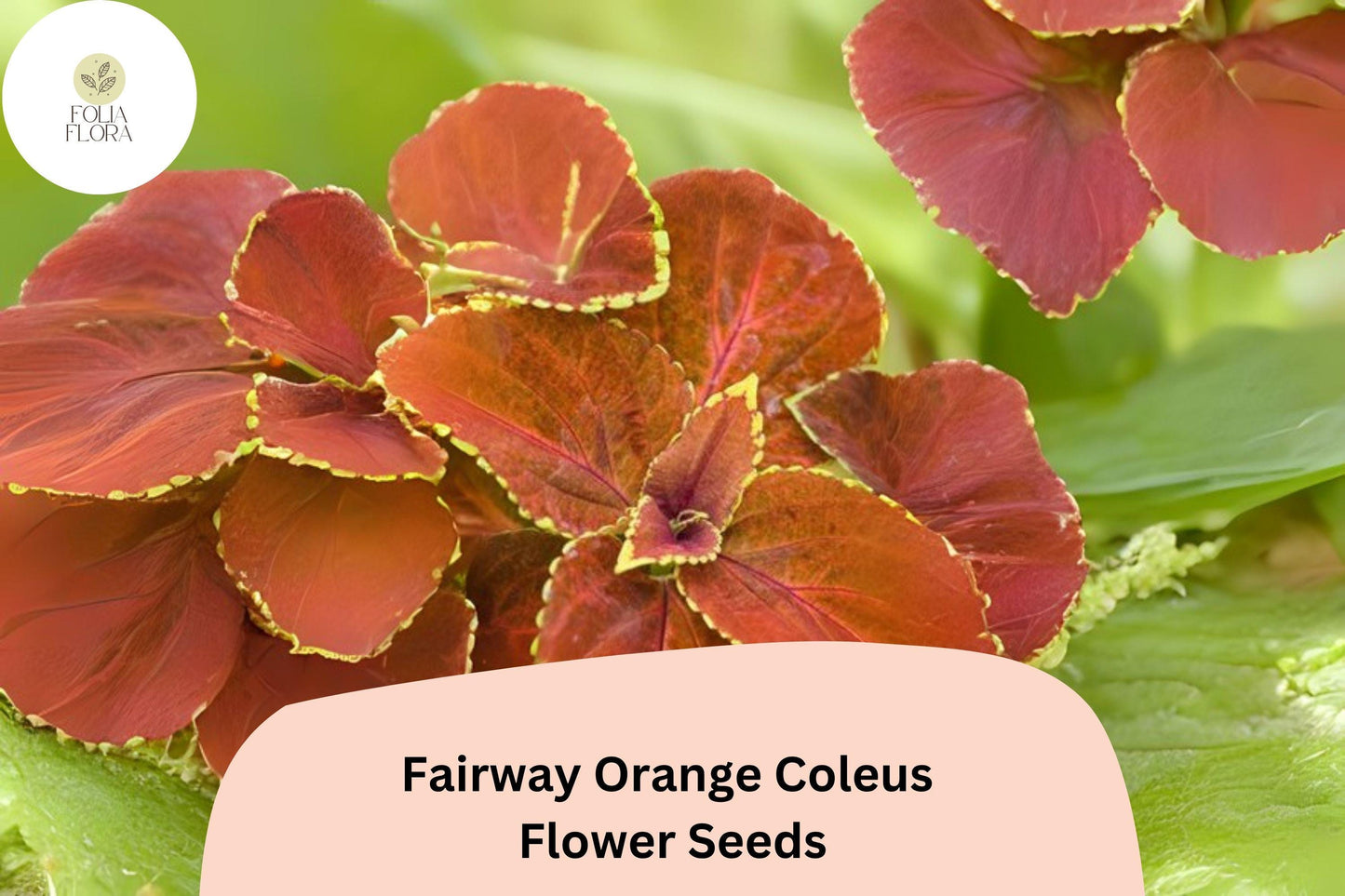 25+ Fairway Orange Coleus Seeds for Planting | Bright Shade Plant | Colorful Foliage Annual | Garden Bedding Seeds
